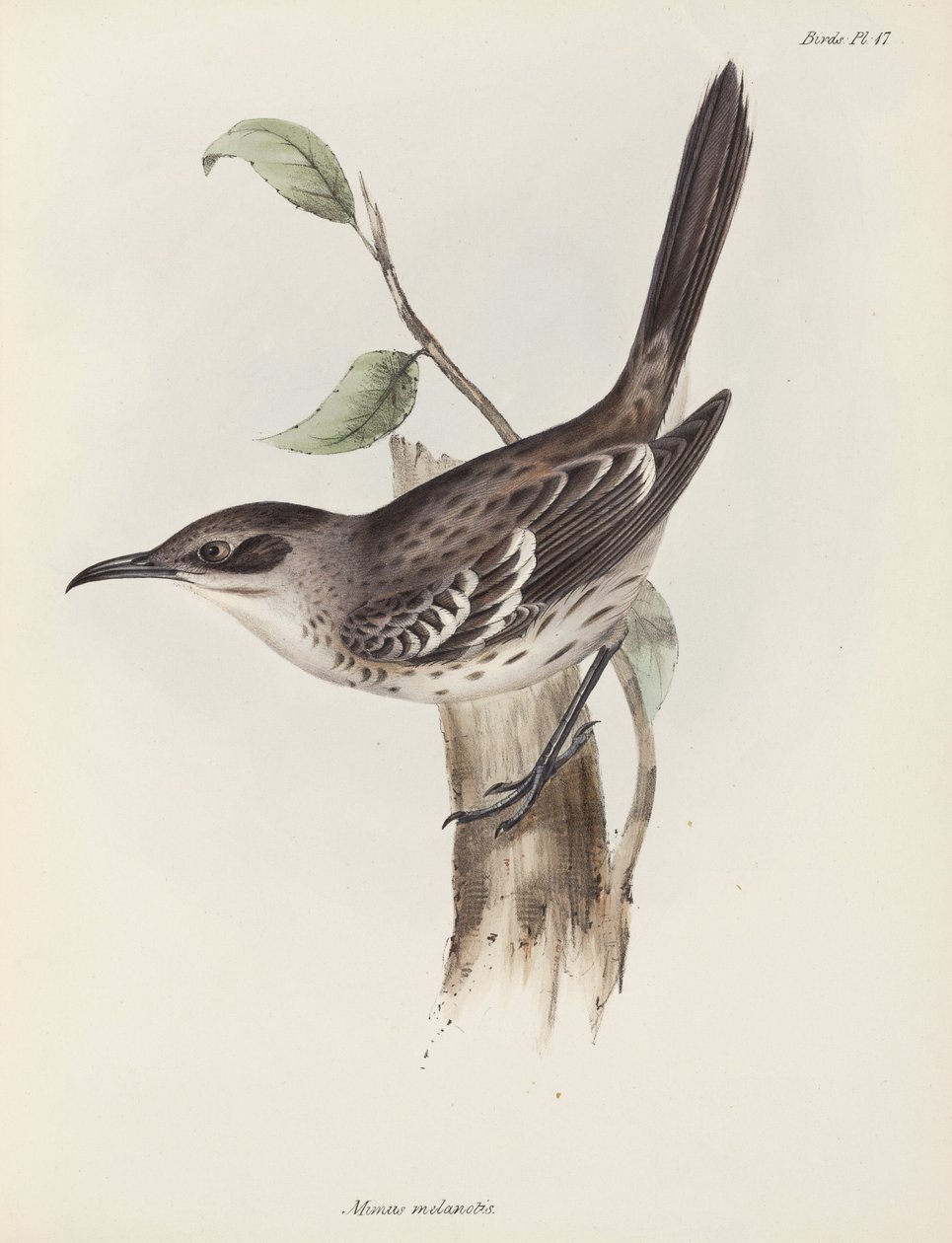 Mockingbird, Galapagossaaret, n. 1832-1836 tekijältä Unbekannter Künstler