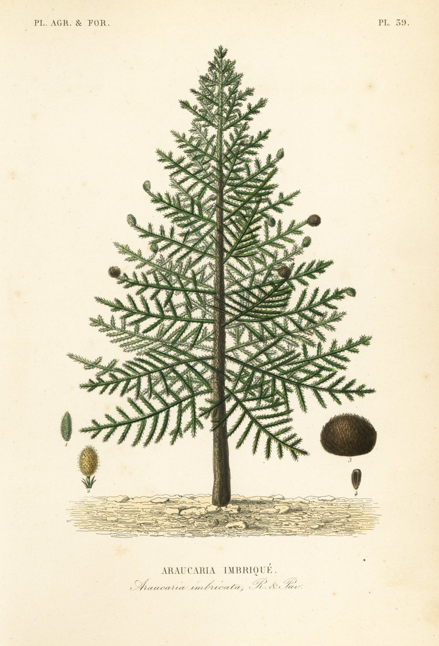 Apinapulmapuu tai Chilen mänty, Araucaria imbricata, Araucaria imbricata, Araucaria imbrique tekijältä Unbekannt