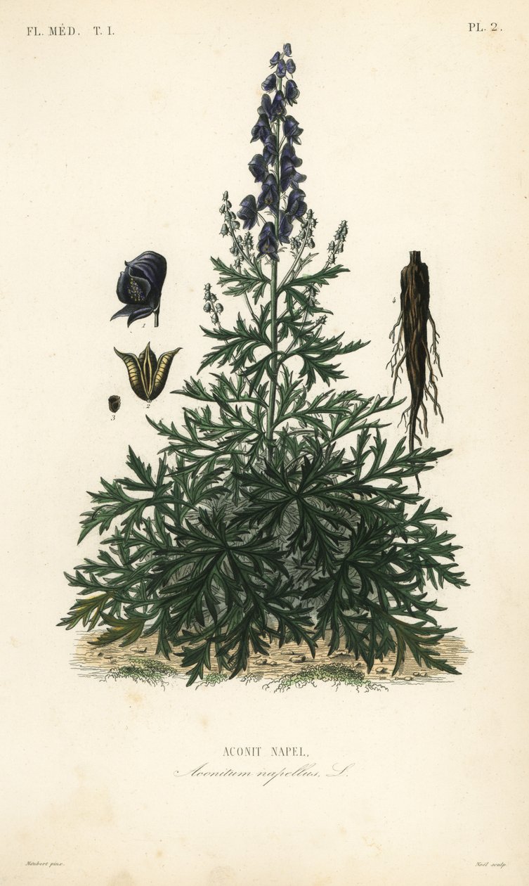 Munkkihuppu, akoniitti tai susiruoko, Aconitum napellus, Aconit napel tekijältä Unbekannt