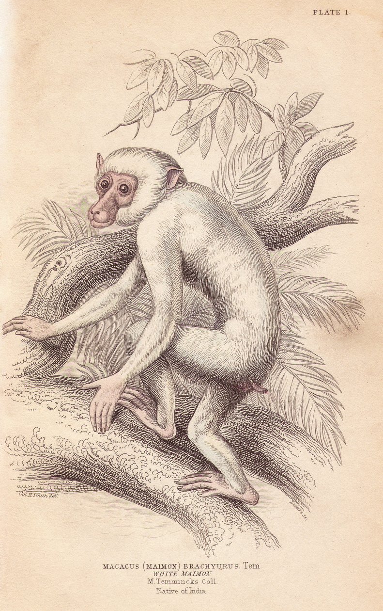 Mauri makakki, Macaca maura (Macacus maimon brachyurus). Valkoinen maimon, jonka uskotaan olevan nuori albiino. Lizarsin käsin värjätty teräskaiverrus Charles Hamilton Smithin kuvituksen mukaan William Jardine