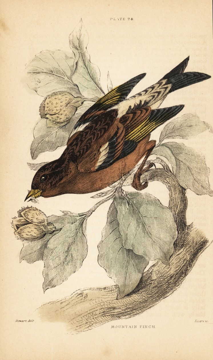 Vuoripeippo, Fringilla montifringilla.1889 (kaiverrus) tekijältä Unbekannter Künstler