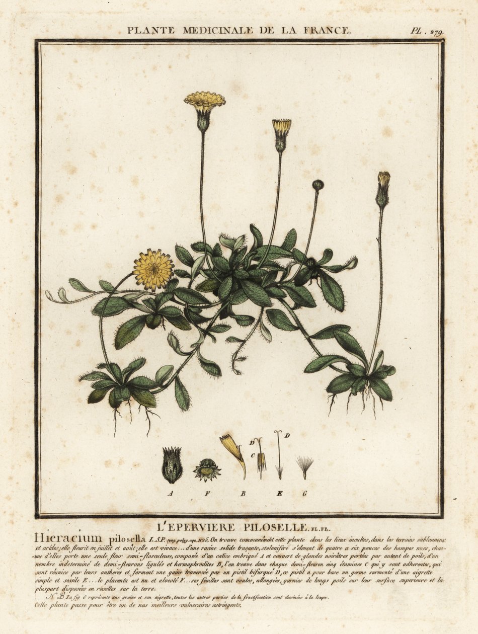 Hiirikorvahaukkarokko, Pilosella officinarum. tekijältä Unbekannter Künstler
