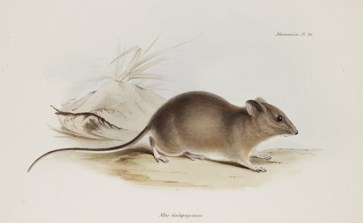 Hiiri, Galapagossaaret, n. 1832-1836 tekijältä Unbekannter Künstler