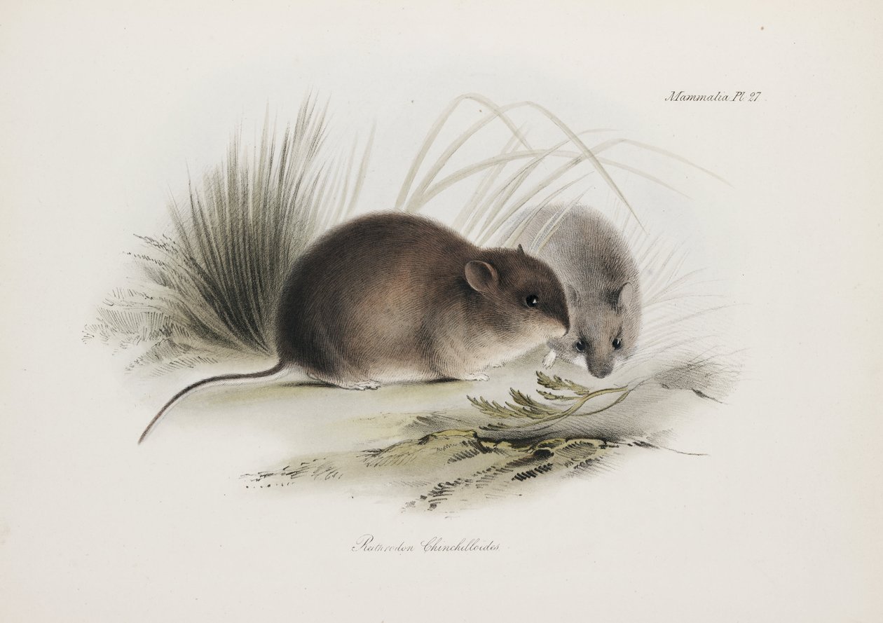 Hiiri, Tierra del Fuego, Etelä-Amerikka, n. 1832-1836 tekijältä Unbekannter Künstler