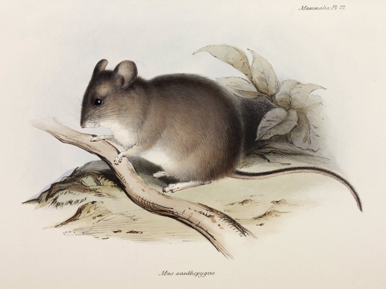 Hiiri, c 1832-1836 tekijältä Unbekannter Künstler