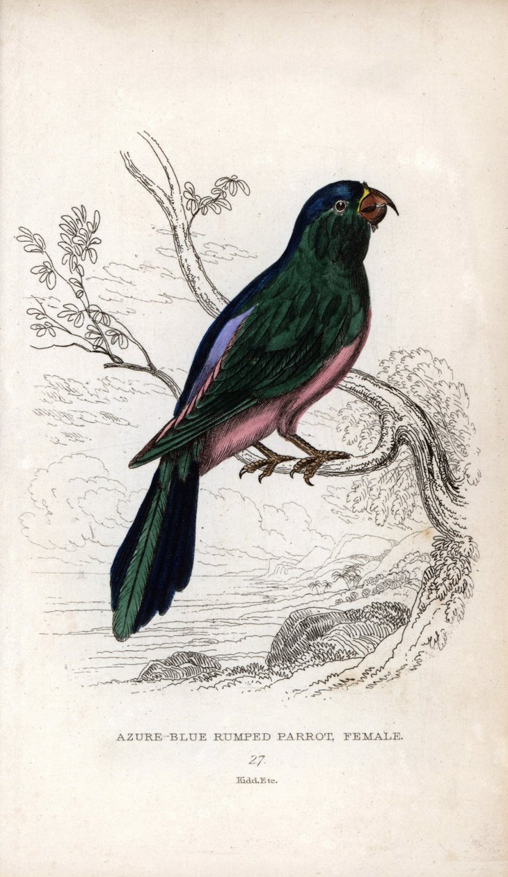 Mullerin papukaija, Tanygnathus sumatranus. Psittacus cyanopygius (naaras). Joseph Kiddin litografia John Audubonin piirroksen pohjalta, Miscellany of Natural History -teoksessa: Papukaijat, Sir Thomas DiK Lauder ja kapteeni Thomas Brown, julkaistu Edinbur tekijältä Unbekannter Künstler
