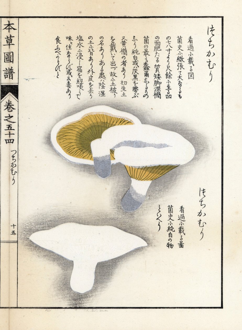 Sienet: maitopippuri - Kanen Iwasakin (1786-1842) tekemä japanilainen painokuva, Honzo Zufu, kuvitusopas lääkekasveista. tekijältä Unbekannter Künstler