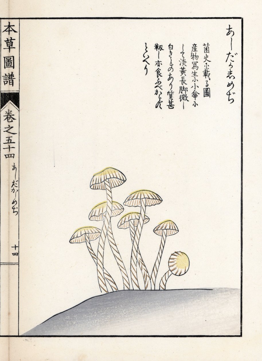 Sienet: shimeji ashitaka - Kanen Iwasakin (1786-1842) tekemä japanilainen painokuva, Honzo Zufu, kuvitusopas lääkekasveista. tekijältä Unbekannter Künstler