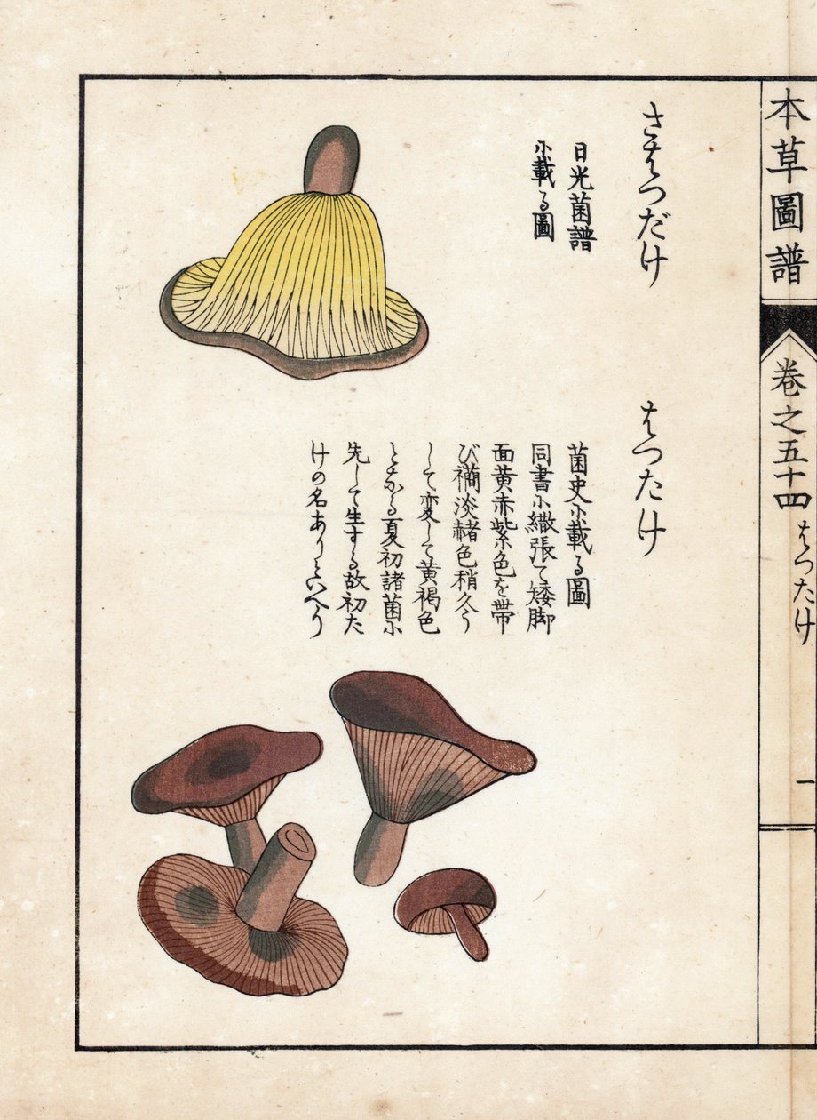 Sienet: maidon esisienilajikkeita (syötäviä) - Kanen Iwasakin (1786-1842) tekemä japanilainen painokuva, Honzo Zufu, kuvitusopas lääkekasveista. tekijältä Unbekannter Künstler