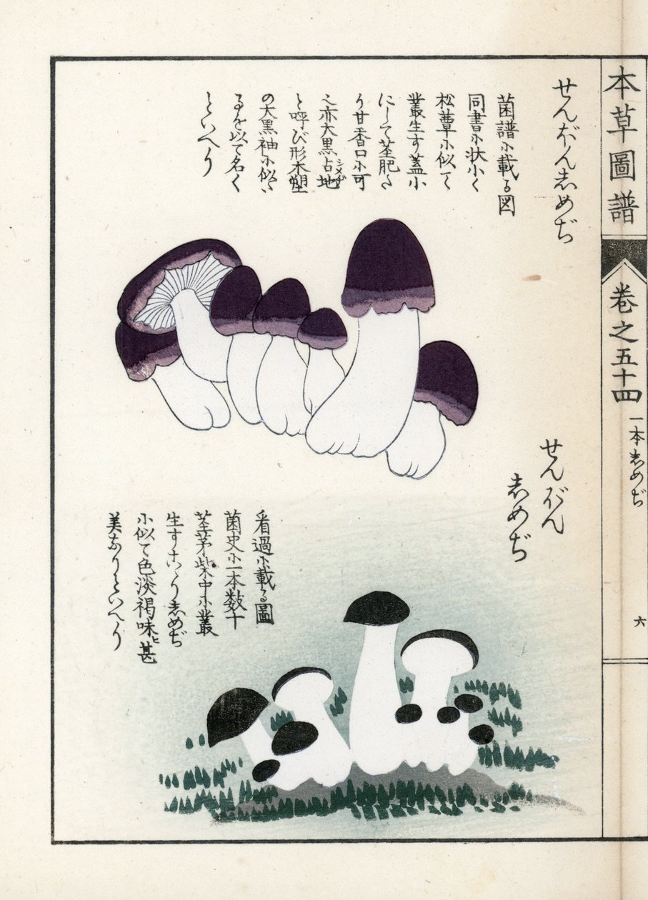 Sienet: shimeji-lajikkeita (syötäviä) - Kanen Iwasakin (1786-1842) tekemä japanilainen painokuva, Honzo Zufu, kuvitusopas lääkekasveista. tekijältä Unbekannter Künstler
