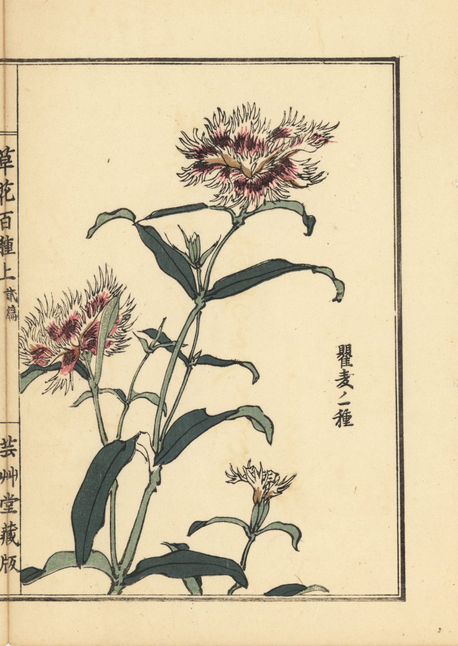 Nadeshiko tai hapsutettu vaaleanpunainen, Dianthus monspessulanus. Kono Bairein käsin värjätty puupiirros teoksesta Kusa Bana Hyakushu (Sata kukkalajiketta), Tokio, Yamada. tekijältä Unbekannter Künstler