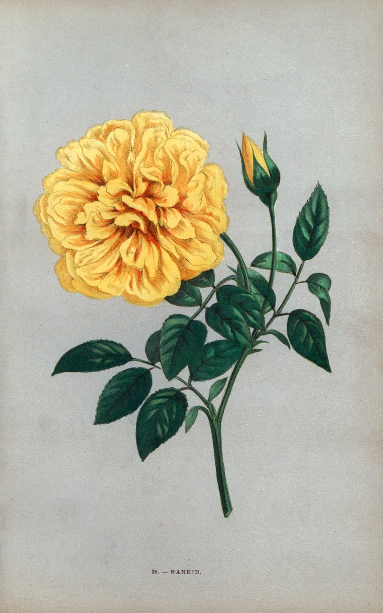 Nanjingin ruusu, teeruusun keltainen lajike, jonka Monsieur Ducher kasvatti Lyonissa vuonna 1871. F. Grobon on piirtänyt ja litografoinut kromolitografian Hippolyte Jamainin ja Eugene Forneyn teoksesta "Les Roses", Pariisi, J. Rothschild. tekijältä Unbekannter Künstler