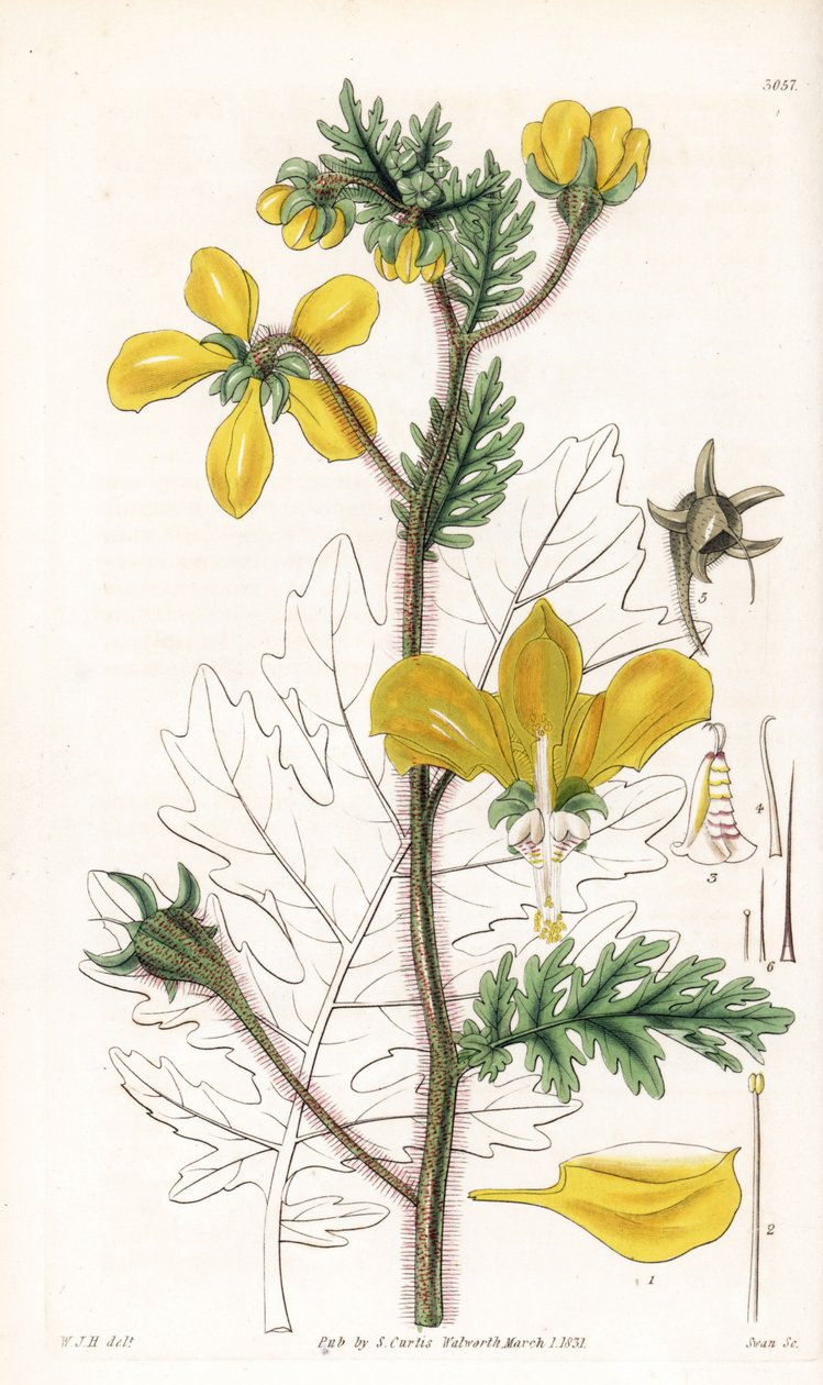 Nasa urens (Hispid loasa, Loasa hispida). Swanin käsin värjätty kuparikaiverrus William Jackson Hookerin kuvituksen mukaan Samuel Curtisin "Botanical Magazine" -lehdestä, Lontoo. tekijältä Unbekannter Künstler