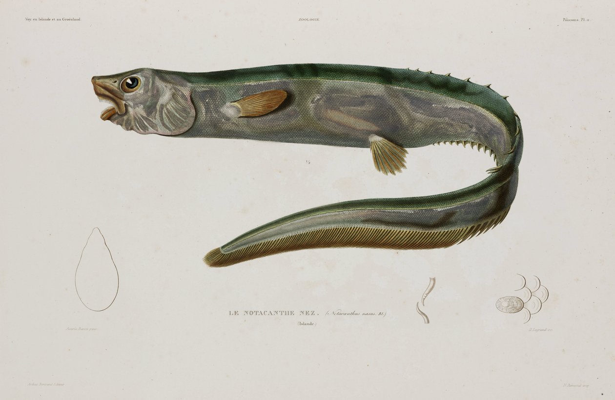 Natacanthus nasus, Islanti, 1800-luvun alku tekijältä Unbekannter Künstler