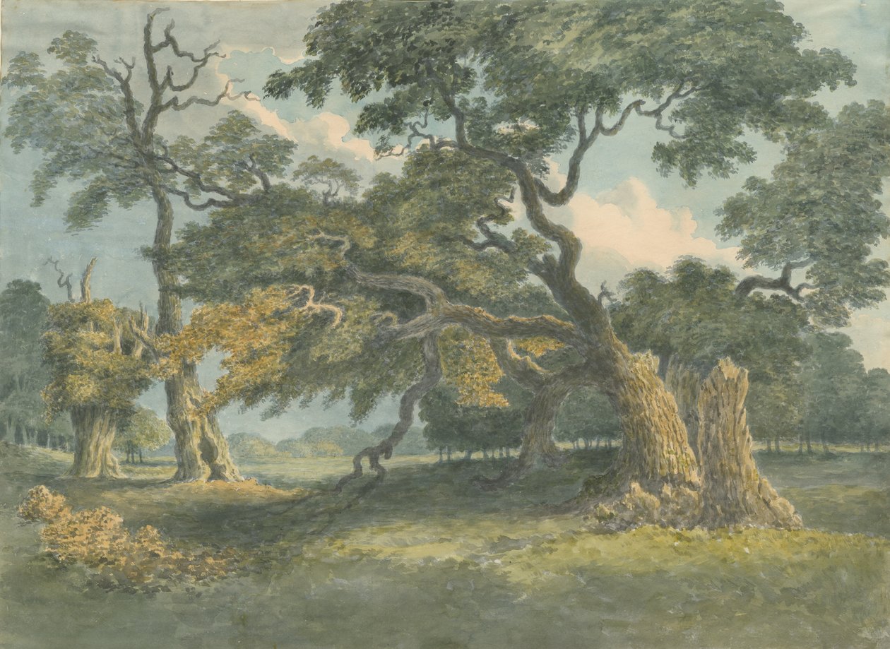 Needwood - Oak Tree: akvarellimaalaus, nd [?1800-luku] tekijältä Unbekannt