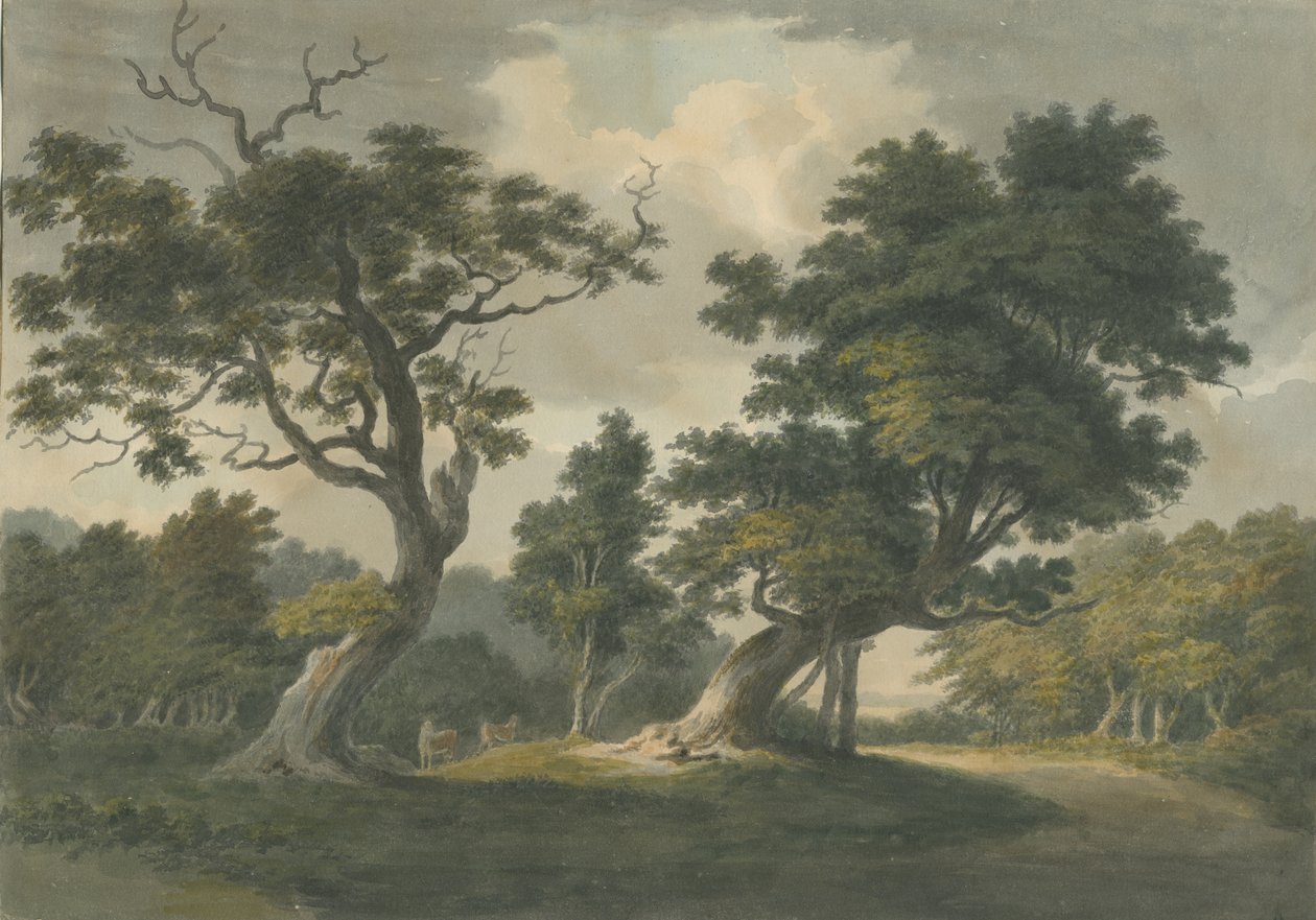 Needwood Forest: akvarellimaalaus ja [1800-luvun alku] tekijältä Unbekannt