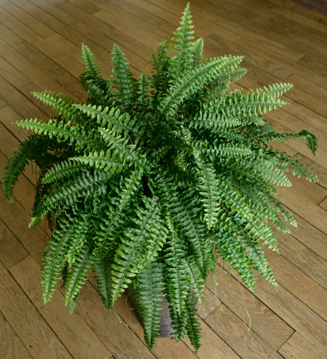 Nephrolepis exaltata, saniainen talossa tekijältä Benjamin Baud