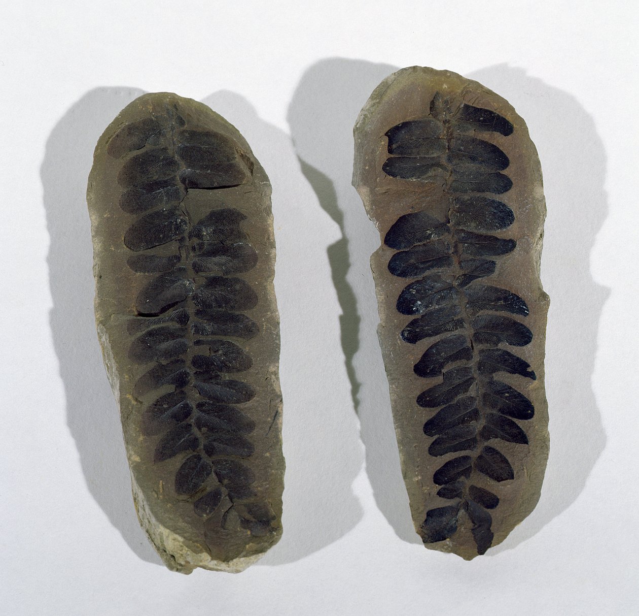 Neuropteris (merifernin lehti) löydetty Coseleysta, Staffordshirestä, ylemmästä hiilikaudesta (kuva) tekijältä Unbekannt
