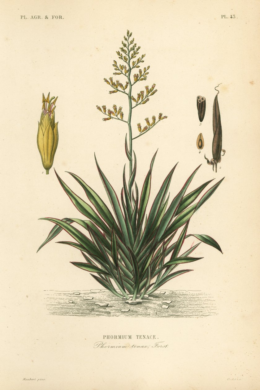 Uusiseelantilainen pellava tai harekeke, Phormium tenax, Phormium tenax tekijältä Unbekannt