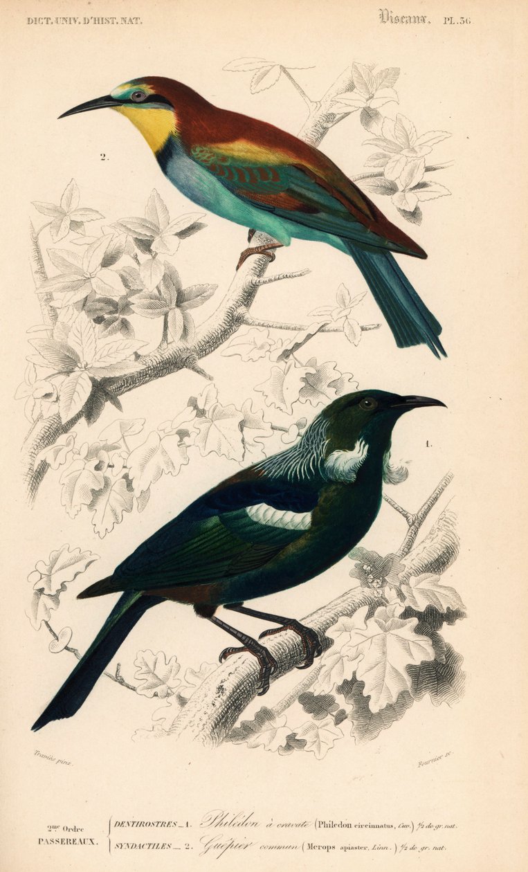 Uuden-Seelannin tuijalintu, Prosthemadera novaeseelandiae, ja mehiläissyöjä, Merops apiaster. Fournier