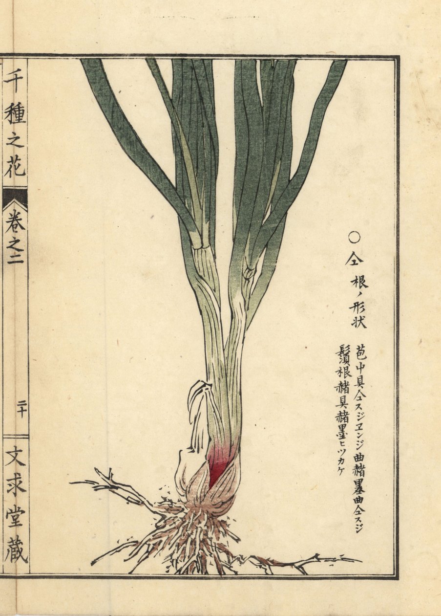 Nira eli kiinanruohosipulin juuri ja varsi, Allium tuberosum Rottler ex Spreng. Kono Bairein käsin tekemä puupiirros, Senshu no Hana (Tuhat kukkalajiketta), Bunkyudo, Kioto. tekijältä Unbekannter Künstler