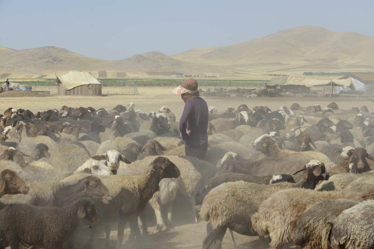 Nomaditeltat Tamarin ja Ashkhanehin välillä, Iran 2022 (valokuvaus) tekijältä Unbekannter Künstler
