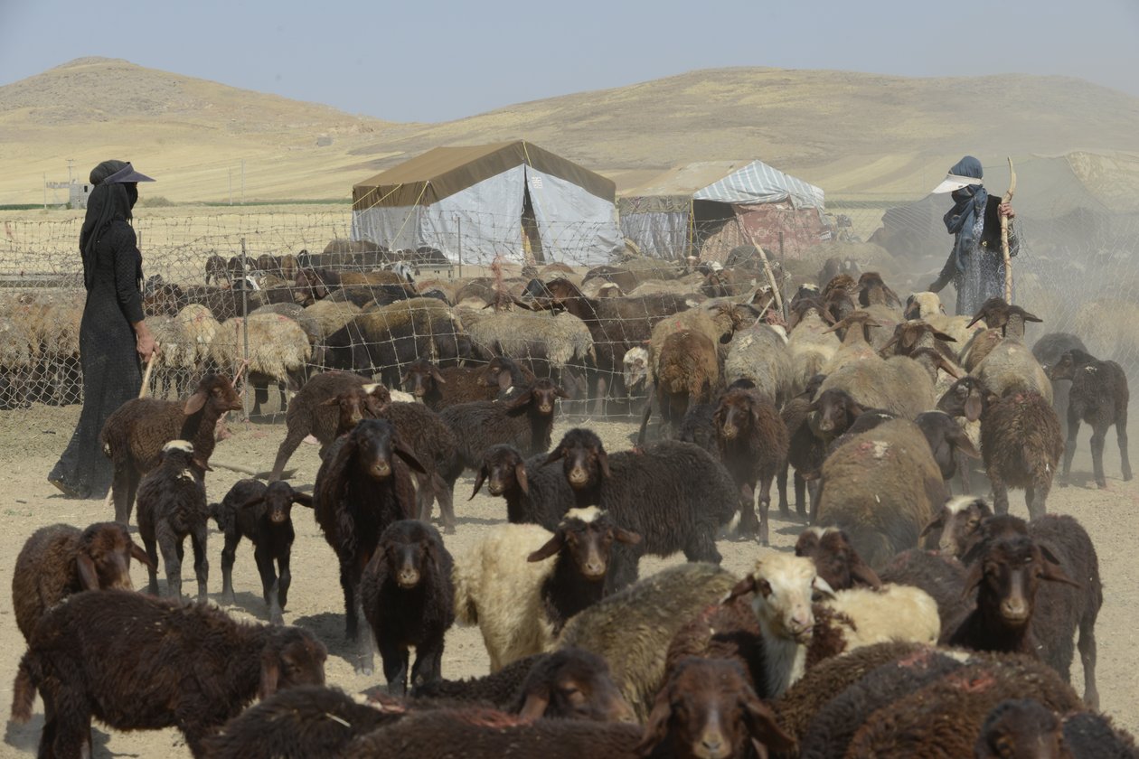 Nomaditeltat Tamarin ja Ashkhanehin välillä, Iran 2022 (valokuvaus) tekijältä Unbekannter Künstler