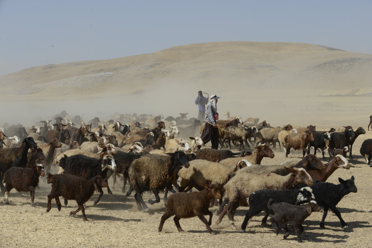 Nomaditeltat Tamarin ja Ashkhanehin välillä, Iran 2022 (valokuvaus) tekijältä Unbekannter Künstler