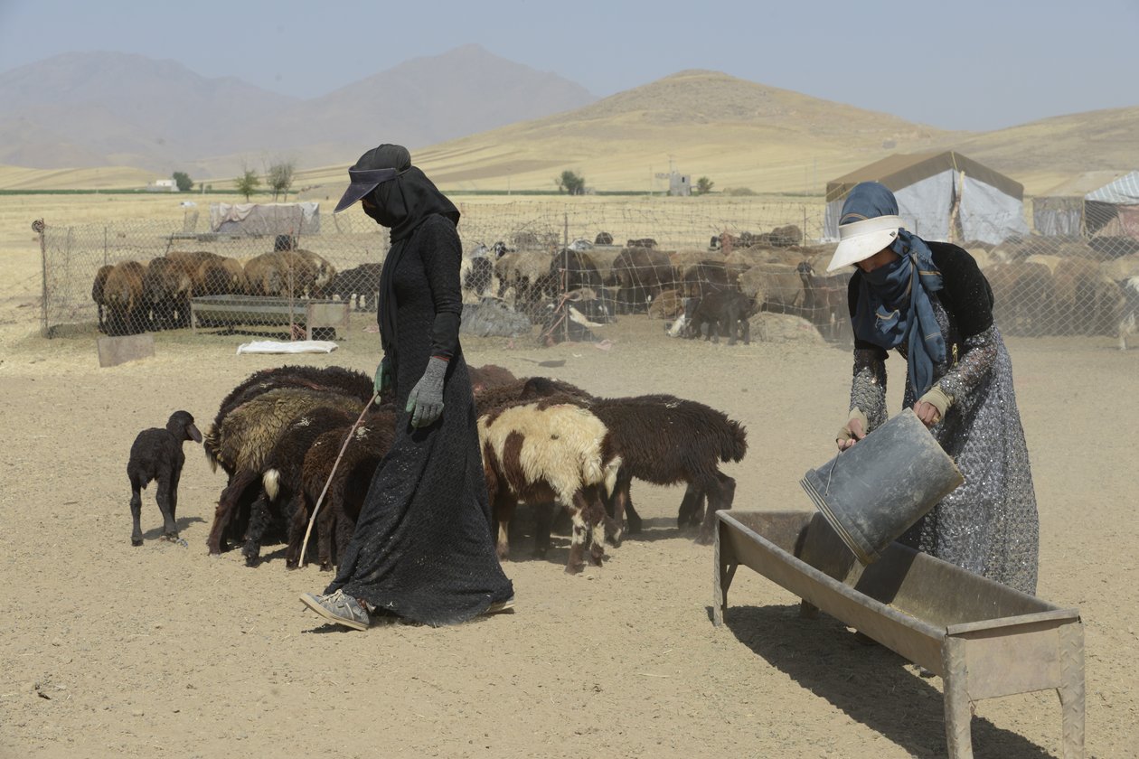 Nomaditeltat Tamarin ja Ashkhanehin välillä, Iran 2022 (valokuvaus) tekijältä Unbekannter Künstler