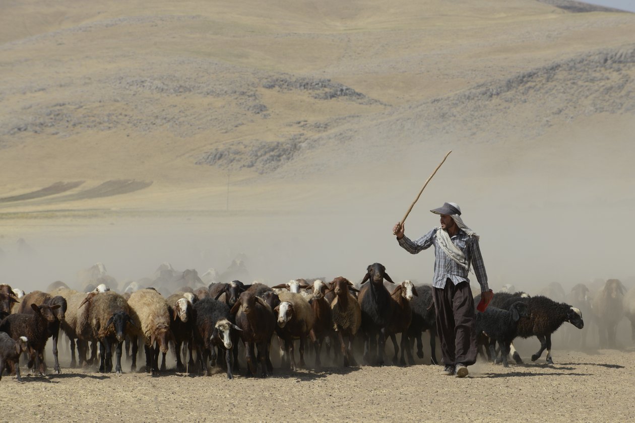 Nomaditeltat Tamarin ja Ashkhanehin välillä, Iran 2022 (valokuvaus) tekijältä Unbekannter Künstler