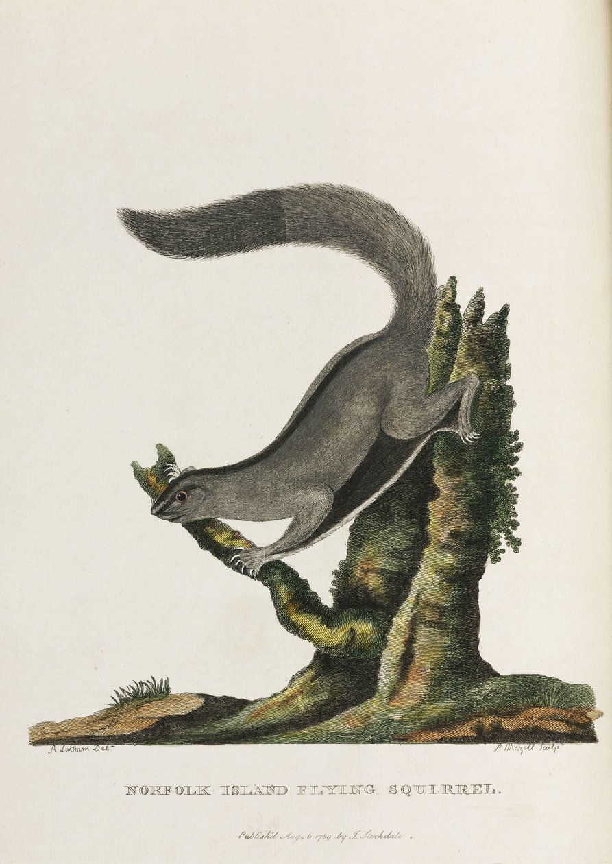 "Norfolk Island Flying Squirrel", Australia, n. 1788 tekijältä Unbekannter Künstler