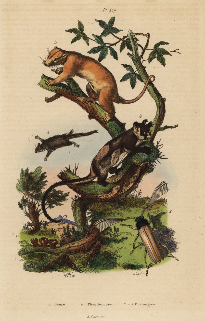 Pohjoinen cuscus, Phalanger orientalis 3, keltavatsaliito, Petaurus australis 4, höyhenhäntäliito, Acrobates pygmaeus 5, Peziza sienet 1 ja Psygmatocerus wagleri 2 tekijältä Unbekannt