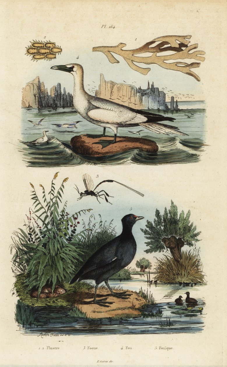 Pohjoinen suula, Morus bassanus 4, punarintainen nokka, Fulica rufifrons 5, Flustra foliacea merilevä 1,2 ja Gasteruption ampiainen 3 tekijältä Unbekannt