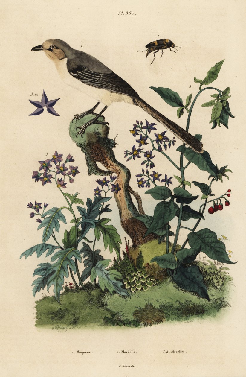 Pohjoinen pilkkilintu, mimus polyglottes orpheus 1, katkeransuloinen yötuote, Solanum dulcamara 3, Solanum quercifolium 4, Mordella fasciata kovakuoriainen 2 tekijältä Unbekannt