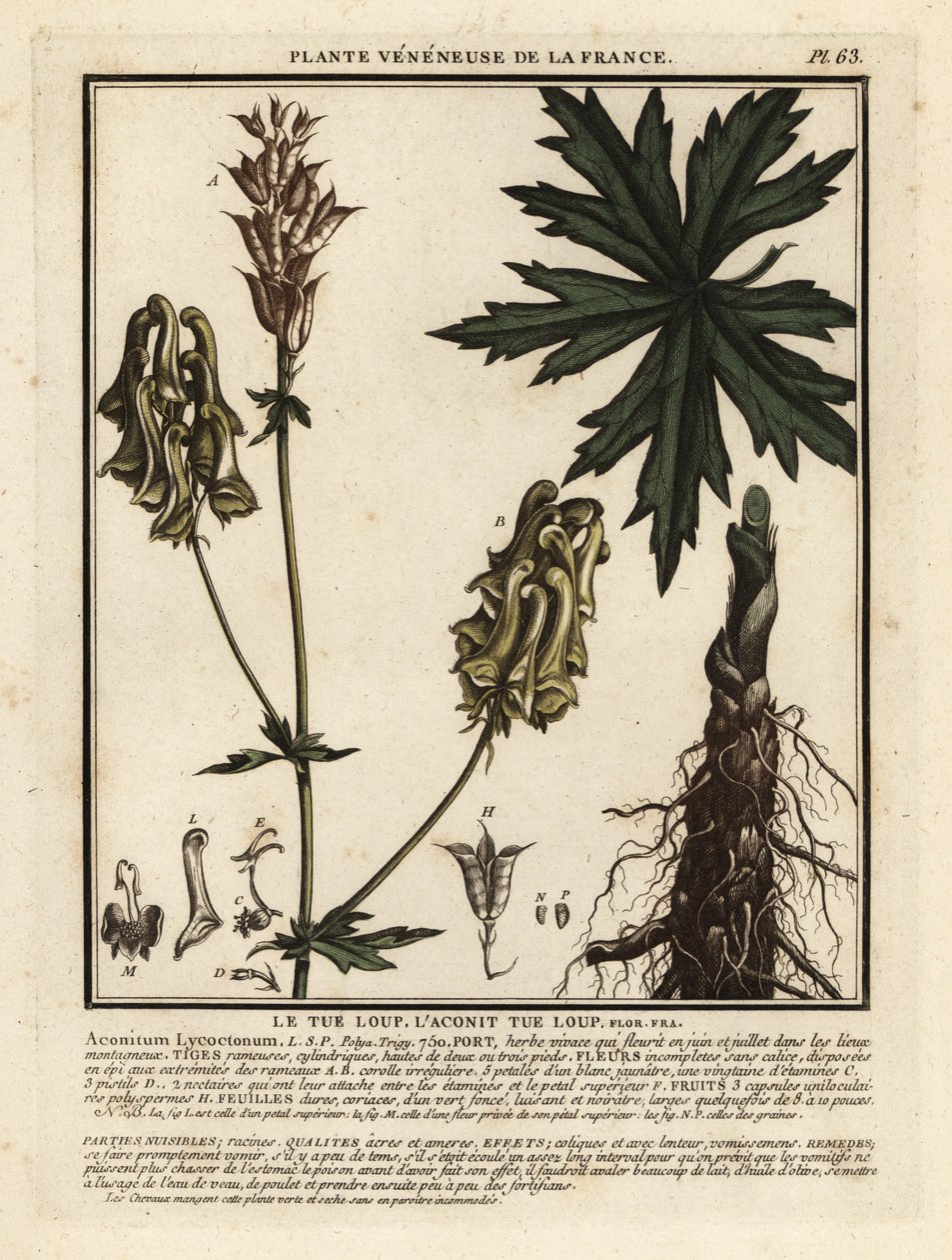 Pohjoinen sudenviiri, Aconitum lycoctonum. tekijältä Unbekannter Künstler