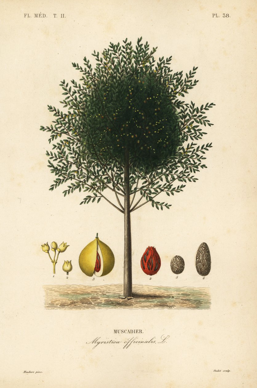 Muskottipähkinä ja muskottipuu, Myristica fragrans, Myristica officinalis, Muscadier tekijältä Unbekannt