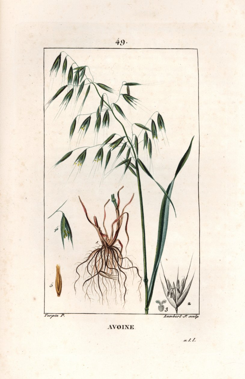 Kaura Cultivee eli bysanttilainen kaura - Lambert filsin kaiverrus Pierre Jean Francois Turpinin (1775-1840) piirroksen mukaan, otettu teoksesta La flore medicale, Chaumeton, Poiret et Chamberet, Pariisi 1830 - Kaura, Avena sativa - Lambert juniorin kaiver tekijältä Unbekannter Künstler