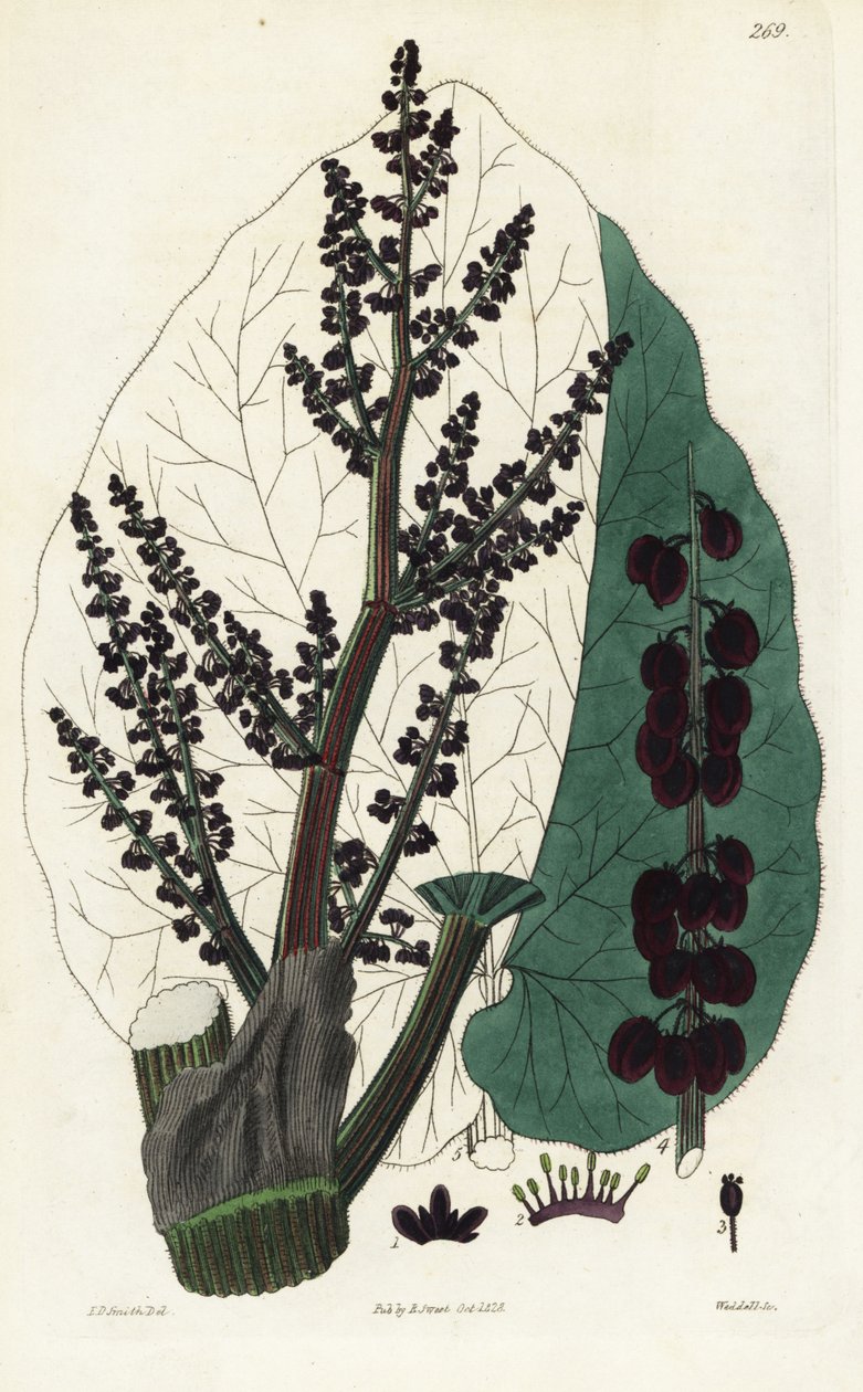 Virallinen raparperi, Southern Rheum. Weddellin käsin tekemä kuparikaiverrus Edward Dalton Smithin kasvitieteellisen kuvituksen mukaan Robert Sweetin teoksesta The British Flower Garden, Ridgeway, Lontoo. tekijältä Unbekannter Künstler