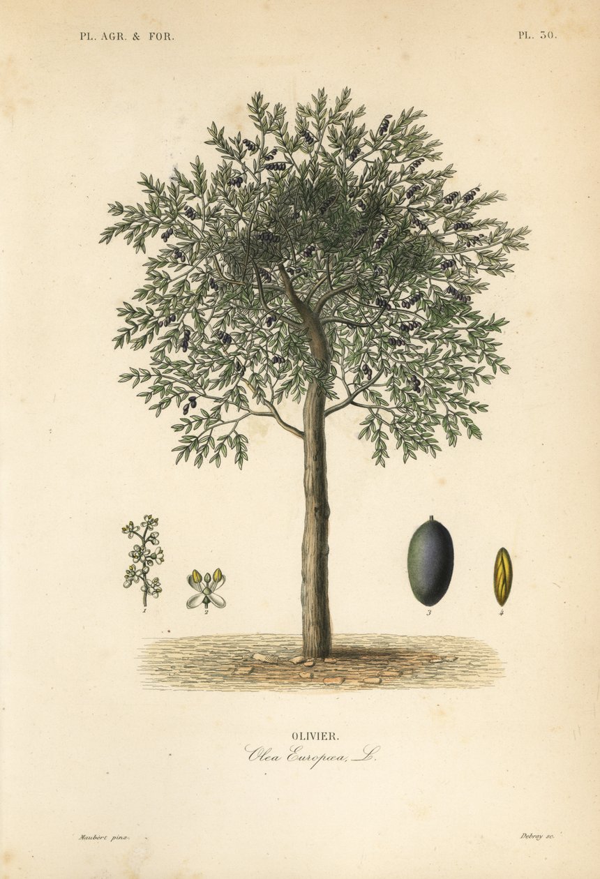 Olive tree, Olea europaea, olivier tekijältä Unbekannt