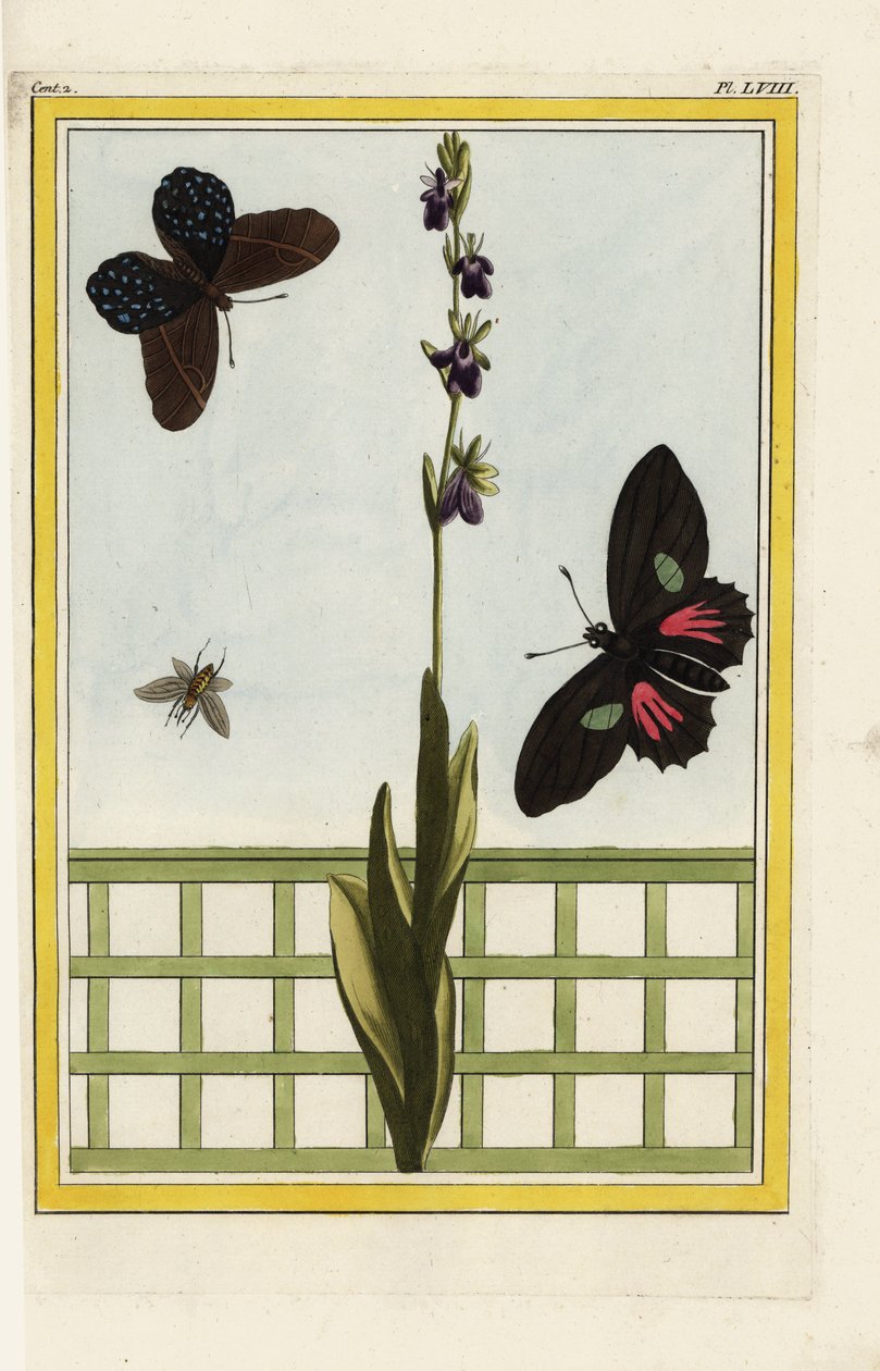 Ophrisella on hyönteisenmuotoiset kukat. Kärpäsorkidea, Ophrys insectifera. Doris-pitkäsiipi, Heliconius doris. Pierre Joseph Buchozin käsin väritetty etsaus "Arvokas ja valaistu kokoelma kauneimpia ja kummallisimpia kukkia, joita on kasvatettu sekä puutar tekijältä Unbekannter Künstler