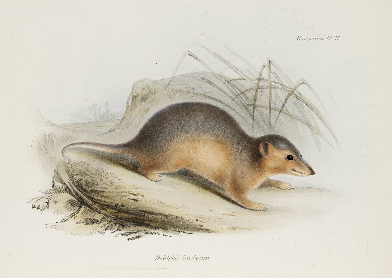Vastapäätä, c 1832-1836 tekijältä Unbekannt