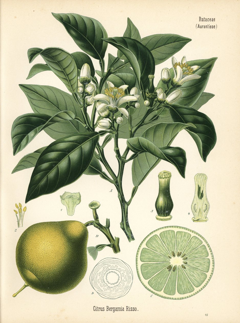 Appelsiini bergamotti, Citrus bergamia. Kromolitografia kasvitieteellisen kuvituksen mukaan, Hermann Adolph Koehlerin teoksesta Medicinal Plants, toimittanut Gustav Pabst, Koehler, Saksa. tekijältä Unbekannter Künstler