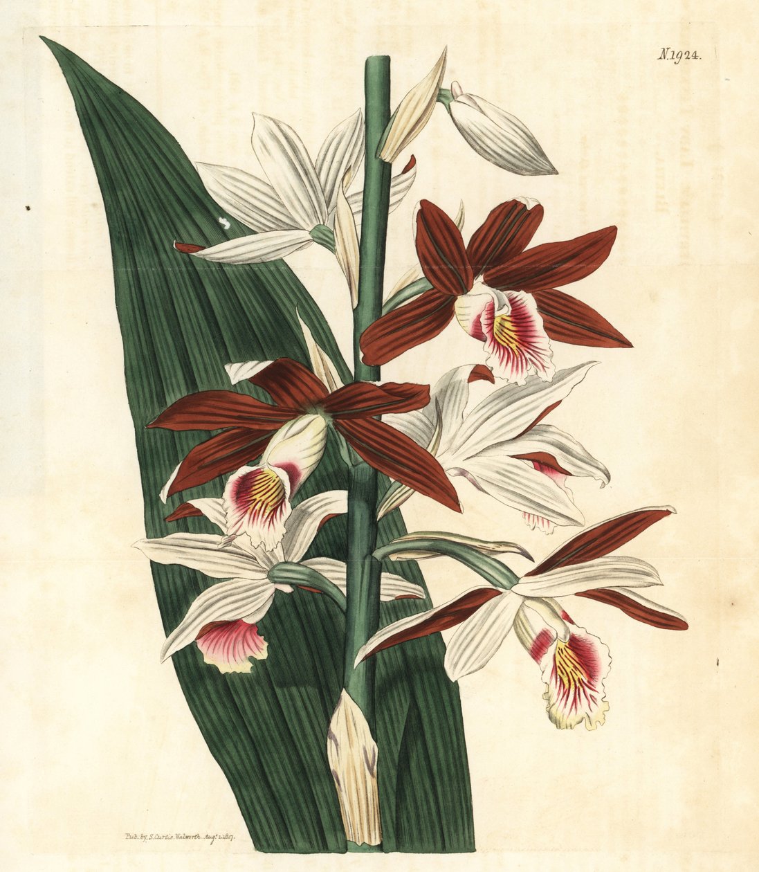 Orkidealajike Bifrenaria - Suursuotorchidi Phaius tankervilleae (Lady Tankervillen bletia, Bletia tankervilliae). Uhanalainen. Käsinväritetty kasvitieteellinen kaiverrus John Simsin Curtis