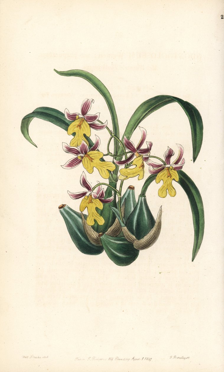 Orkidealajike Oncidium - Oncidium ghiesbreghtianum orkidea (Mr. Warnerin hammaskieli, Odontoglossum warneri var. purpuratum). George Barclayn käsin tekemä kuparipiirros Miss Sarah Draken kuvituksen mukaan, Edwardsin kasvitieteellisestä rekisteristä, e tekijältä Unbekannter Künstler