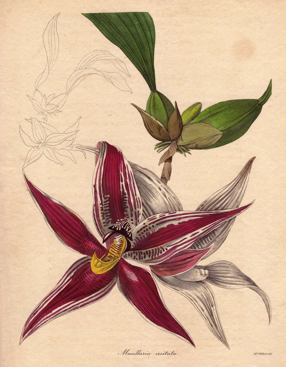 Orkideamuunnos, Paphinia (Maxillaria) cristata, endeeminen laji Etelä-Amerikan pohjoisosassa. Riippuva kukinto, jossa on tähdenmuotoinen kukka, karmiininpunainen, jossa on valkoisia raitoja. Augusta Innes Withersin (1793-1877) kuvitus, The Botanist -sarjas tekijältä Unbekannter Künstler