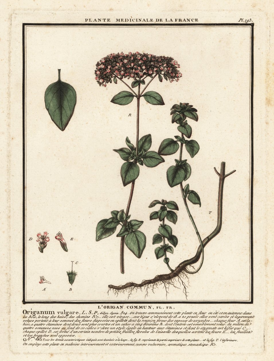 Oregano tai villi meirami, Origanum vulgare. tekijältä Unbekannter Künstler