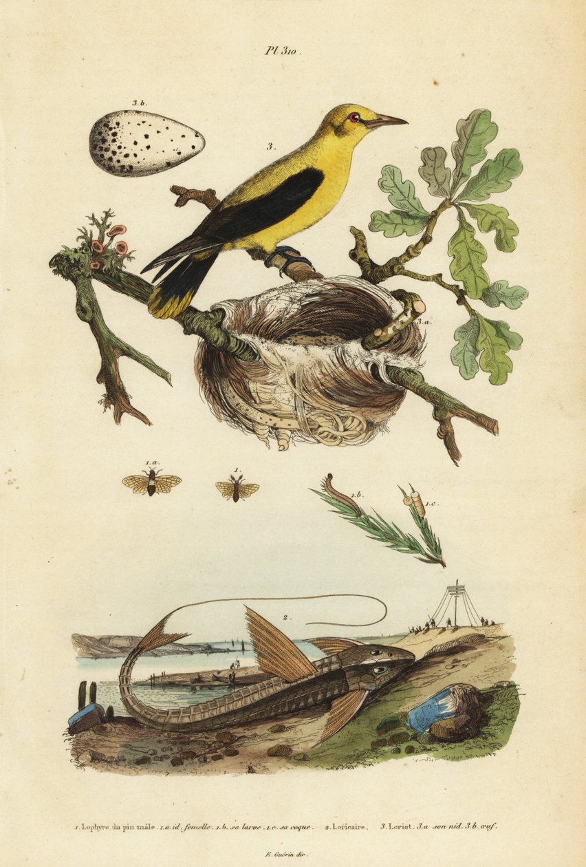 Oriole mustarastas, Gymnomystax mexicanus, pesä ja munat 3, suklaa-loricarid panssaroitu monni, Loricaria cataphracta 2 ja mäntykärpäs, Neodiprion sertifer 1 tekijältä Unbekannt