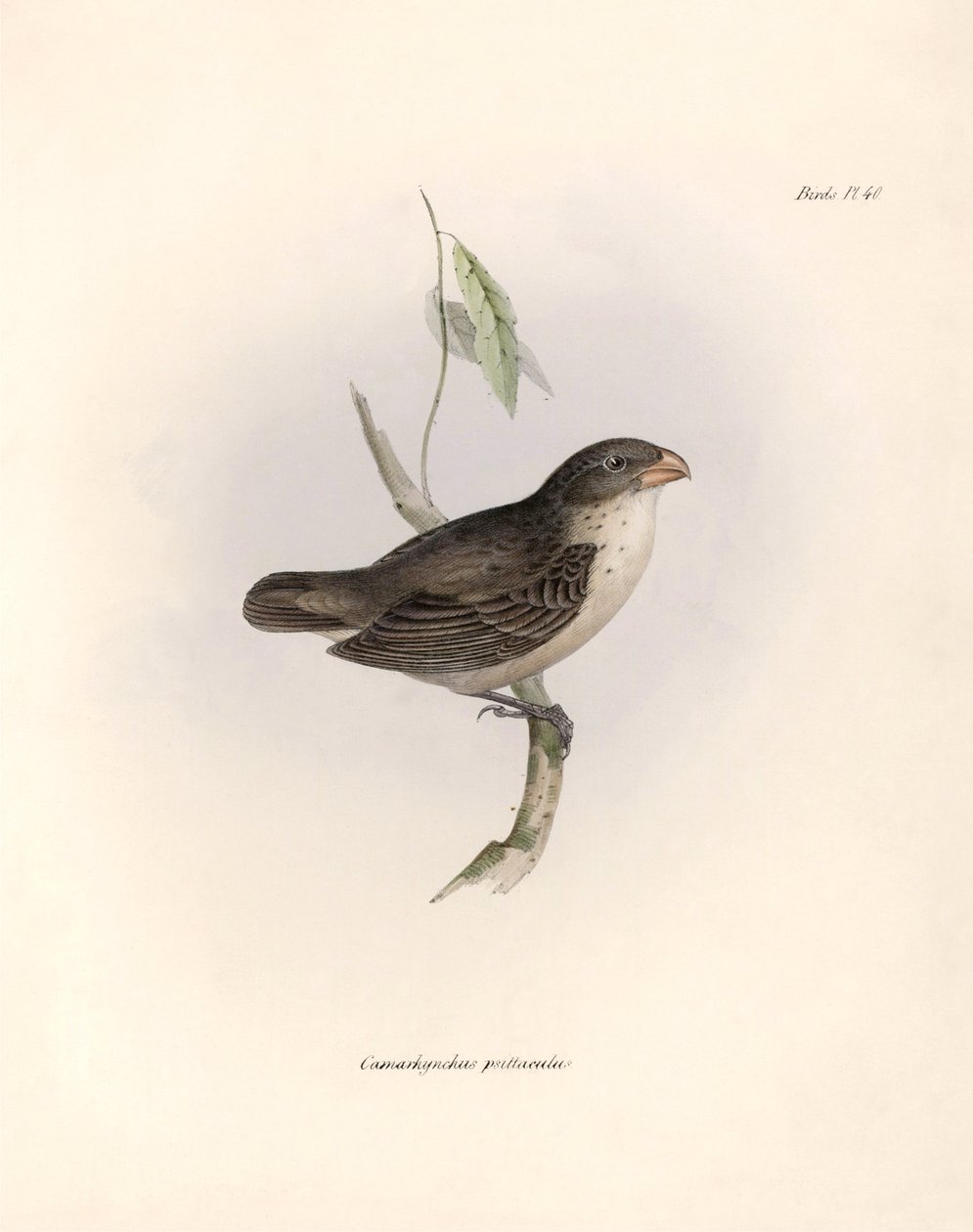 Ornitologia: "Darwin (1809-1882) havaitsi Beagle-retkikuntansa aikana erään lintulajin. Kilpi teoksesta "The zoology of the voyage of H.M.S. Beagle. Lento. III, Kuvattuja lintuja tekijältä Unbekannter Künstler