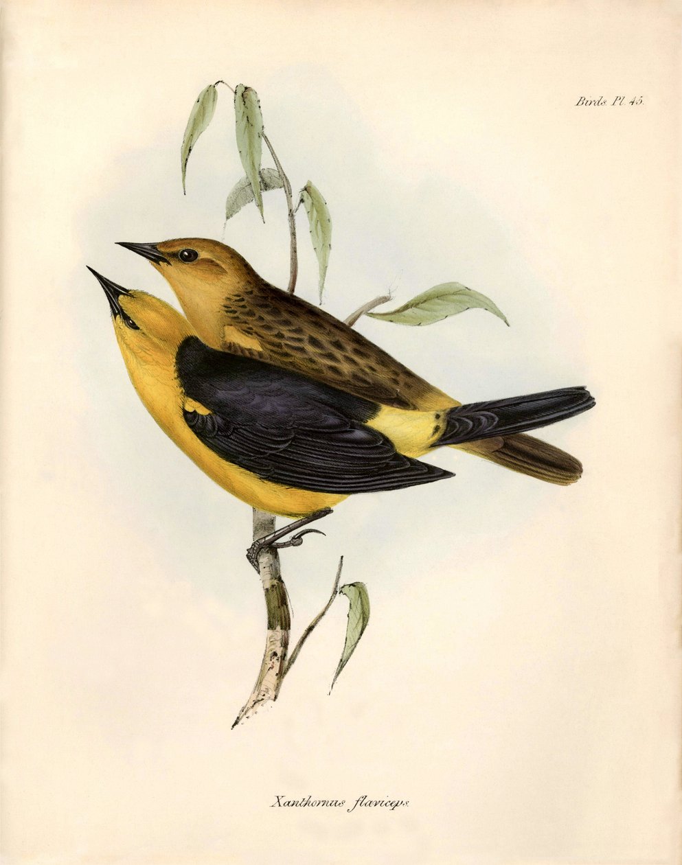 Ornitologia: "Certhidea olivacea: Charles Darwin havainnoi ja kuvailee oliivia Beagle-retkikuntansa aikana. Lautanen teoksesta "The zoology of the voyage of H.M.S. Beagle. Lento. III, Birds described by John Gould, with notice of their tekijältä Unbekannter Künstler