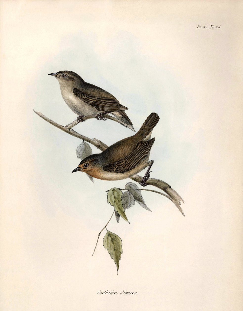 Ornitologia: "Certhidea olivacea: Charles Darwin havainnoi ja kuvailee oliivia Beagle-retkikuntansa aikana. Lautanen teoksesta "The zoology of the voyage of H.M.S. Beagle. Lento. III, Birds described by John Gould, with notice of their tekijältä Unbekannter Künstler